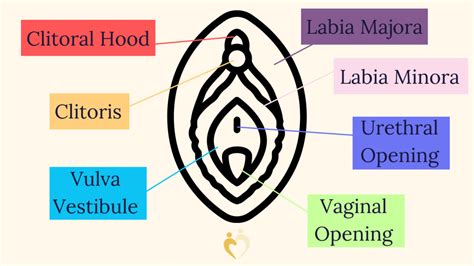 große labia|Vulva